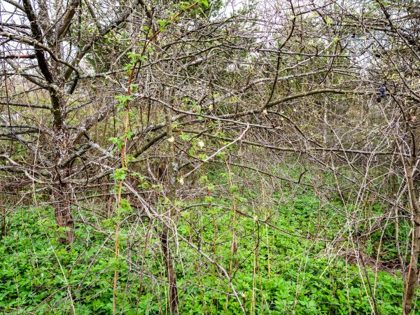 Underbrush Clearing in Bloomington