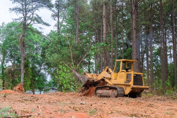 Forest Thinning in Bloomington